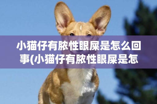小貓仔有膿性眼屎是怎么回事(小貓仔有膿性眼屎是怎么回事兒)