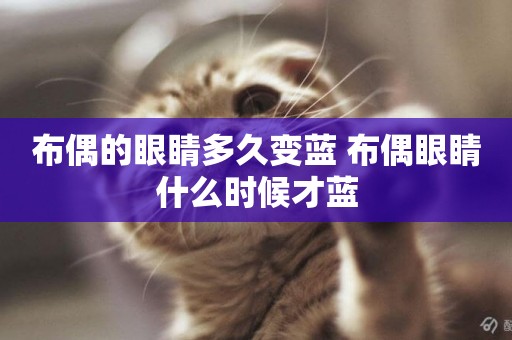 布偶的眼睛多久變藍 布偶眼睛什么時候才藍