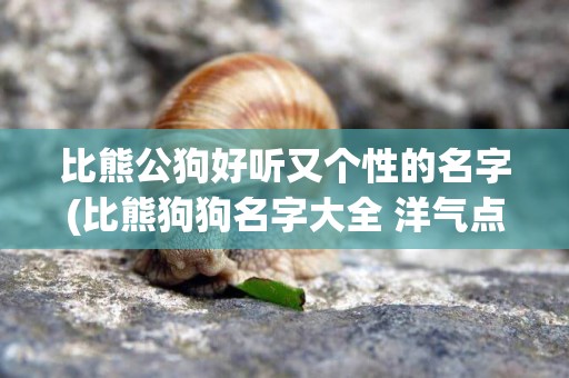 比熊公狗好聽又個性的名字(比熊狗狗名字大全 洋氣點的)