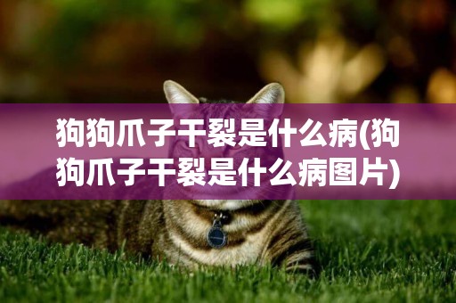 狗狗爪子干裂是什么病(狗狗爪子干裂是什么病圖片)