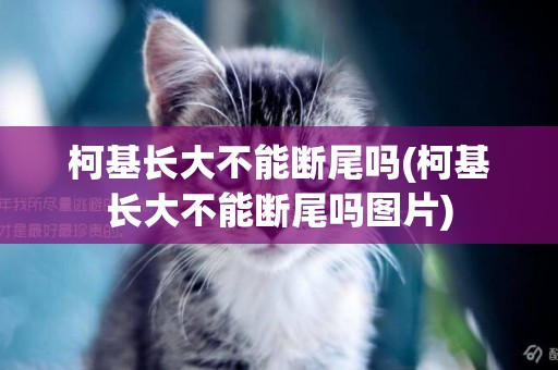 柯基長大不能斷尾嗎(柯基長大不能斷尾嗎圖片)
