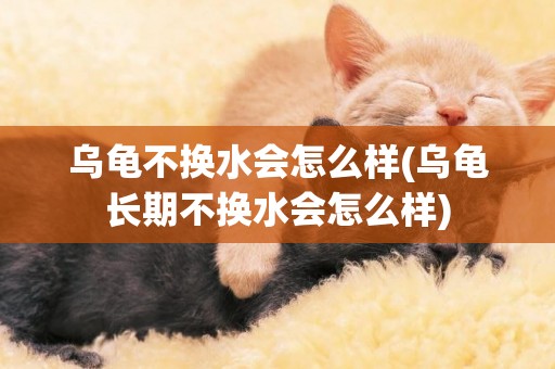 烏龜不換水會怎么樣(烏龜長期不換水會怎么樣)