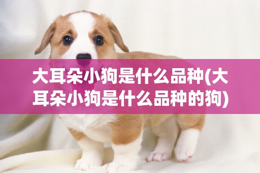大耳朵小狗是什么品種(大耳朵小狗是什么品種的狗)