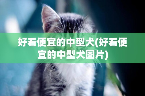 好看便宜的中型犬(好看便宜的中型犬圖片)