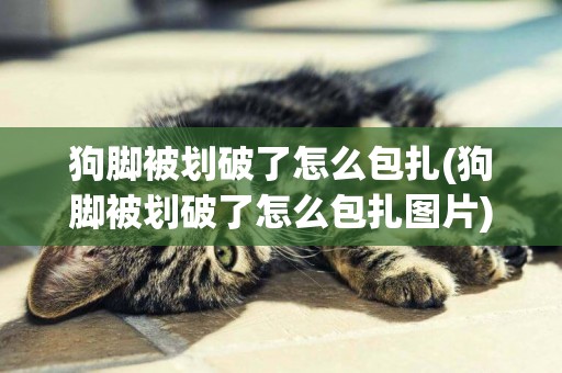 狗腳被劃破了怎么包扎(狗腳被劃破了怎么包扎圖片)