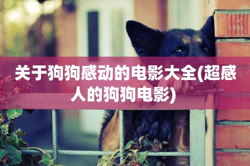 關于狗狗感動的電影大全(超感人的狗狗電影) 