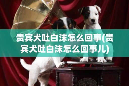 貴賓犬吐白沫怎么回事(貴賓犬吐白沫怎么回事兒)