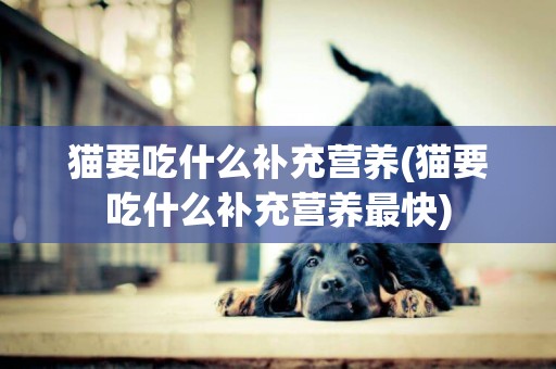 貓要吃什么補充營養(貓要吃什么補充營養最快)