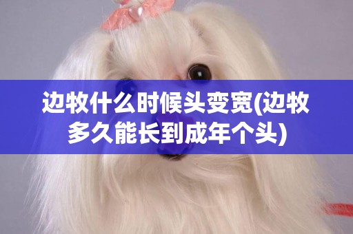 邊牧什么時候頭變寬(邊牧多久能長到成年個頭)