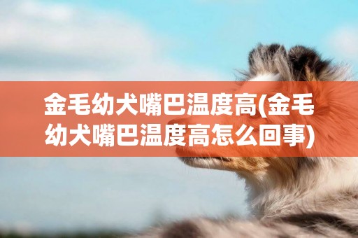 金毛幼犬嘴巴溫度高(金毛幼犬嘴巴溫度高怎么回事)