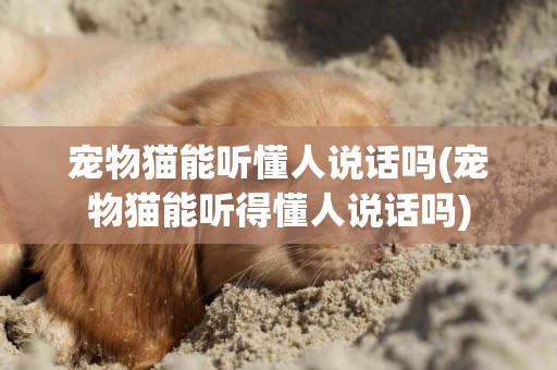 寵物貓能聽懂人說話嗎(寵物貓能聽得懂人說話嗎)