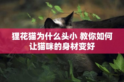 貍花貓為什么頭小 教你如何讓貓咪的身材變好