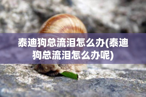 泰迪狗總流淚怎么辦(泰迪狗總流淚怎么辦呢)