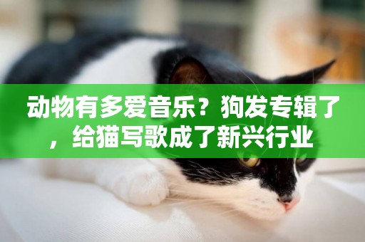 動物有多愛音樂？狗發專輯了，給貓寫歌成了新興行業 