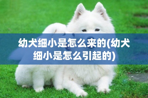 幼犬細小是怎么來的(幼犬細小是怎么引起的)