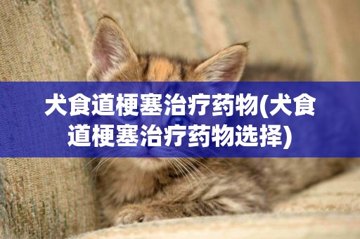 犬食道梗塞治療藥物(犬食道梗塞治療藥物選擇)
