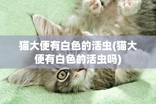 貓大便有白色的活蟲(貓大便有白色的活蟲嗎)