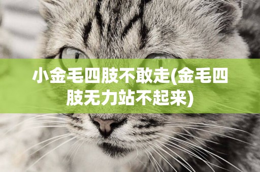 小金毛四肢不敢走(金毛四肢無力站不起來)