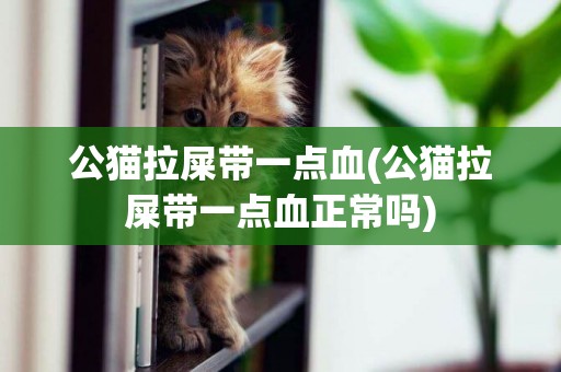 公貓拉屎帶一點血(公貓拉屎帶一點血正常嗎)