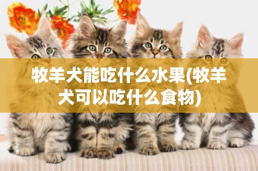 牧羊犬能吃什么水果(牧羊犬可以吃什么食物)