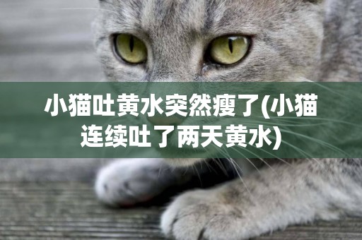 小貓吐黃水突然瘦了(小貓連續吐了兩天黃水)