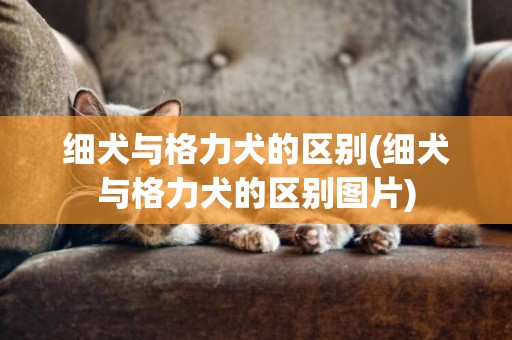 細犬與格力犬的區別(細犬與格力犬的區別圖片)