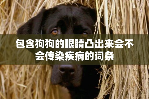 包含狗狗的眼睛凸出來會不會傳染疾病的詞條