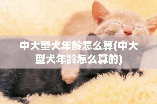 中大型犬年齡怎么算(中大型犬年齡怎么算的)