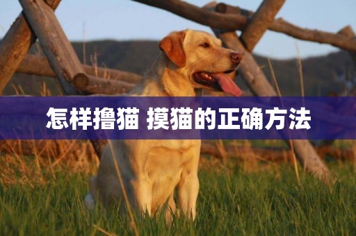 怎樣擼貓 摸貓的正確方法
