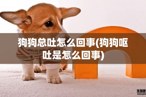 狗狗總吐怎么回事(狗狗嘔吐是怎么回事)