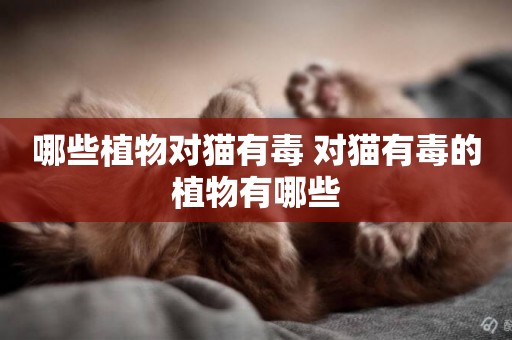 哪些植物對貓有毒 對貓有毒的植物有哪些