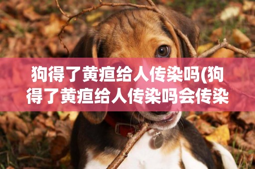 狗得了黃疸給人傳染嗎(狗得了黃疸給人傳染嗎會傳染嗎)