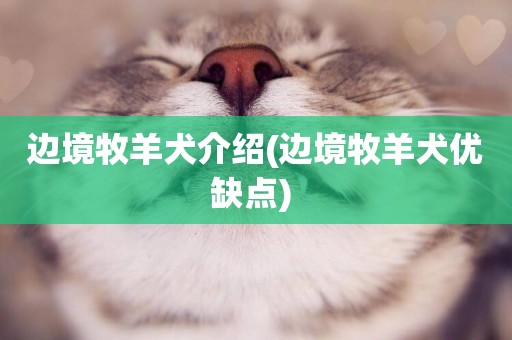 邊境牧羊犬介紹(邊境牧羊犬優缺點) 
