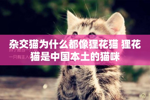 雜交貓為什么都像貍花貓 貍花貓是中國本土的貓咪