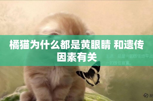 橘貓為什么都是黃眼睛 和遺傳因素有關
