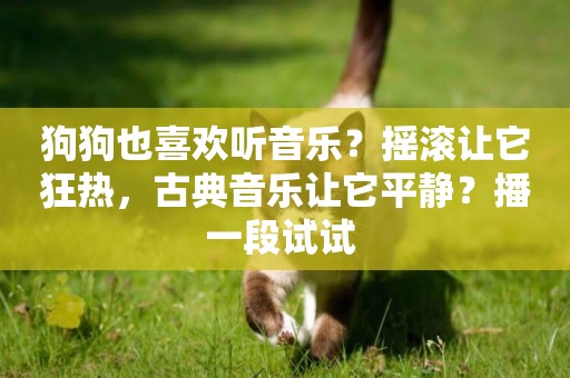 狗狗也喜歡聽音樂？搖滾讓它狂熱，古典音樂讓它平靜？播一段試試 
