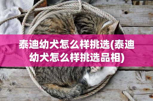 泰迪幼犬怎么樣挑選(泰迪幼犬怎么樣挑選品相)