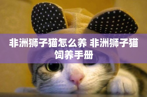 非洲獅子貓怎么養 非洲獅子貓飼養手冊