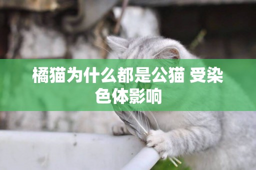 橘貓為什么都是公貓 受染色體影響