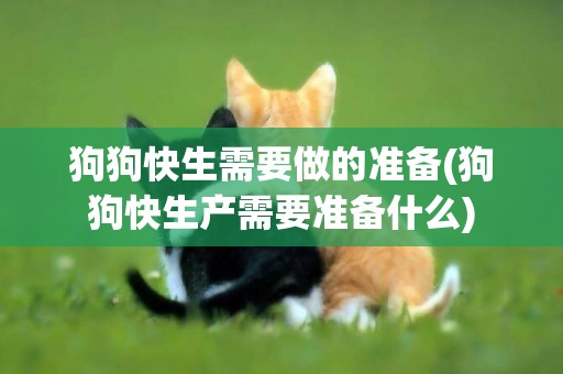 狗狗快生需要做的準備(狗狗快生產需要準備什么)