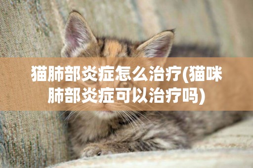 貓肺部炎癥怎么治療(貓咪肺部炎癥可以治療嗎)