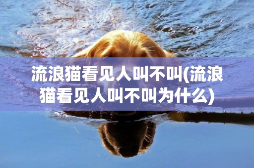 流浪貓看見人叫不叫(流浪貓看見人叫不叫為什么)