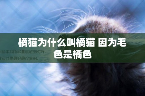 橘貓為什么叫橘貓 因為毛色是橘色