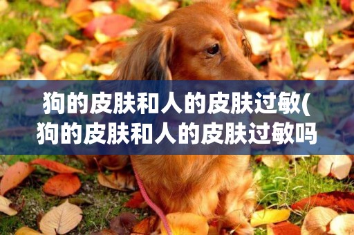 狗的皮膚和人的皮膚過敏(狗的皮膚和人的皮膚過敏嗎)
