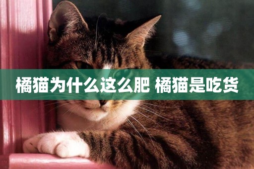 橘貓為什么這么肥 橘貓是吃貨