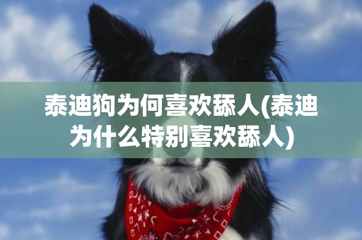 泰迪狗為何喜歡舔人(泰迪為什么特別喜歡舔人)