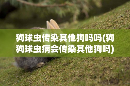 狗球蟲傳染其他狗嗎嗎(狗狗球蟲病會傳染其他狗嗎)