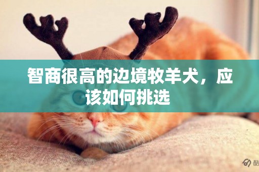 智商很高的邊境牧羊犬，應該如何挑選 