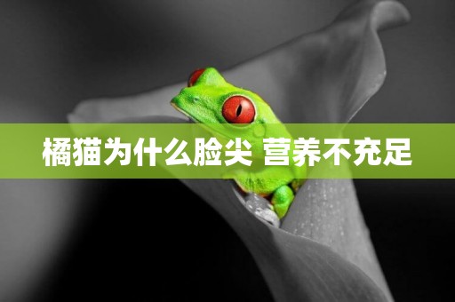 橘貓為什么臉尖 營養不充足