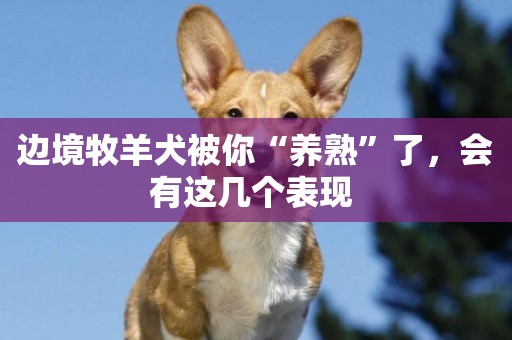邊境牧羊犬被你“養熟”了，會有這幾個表現 